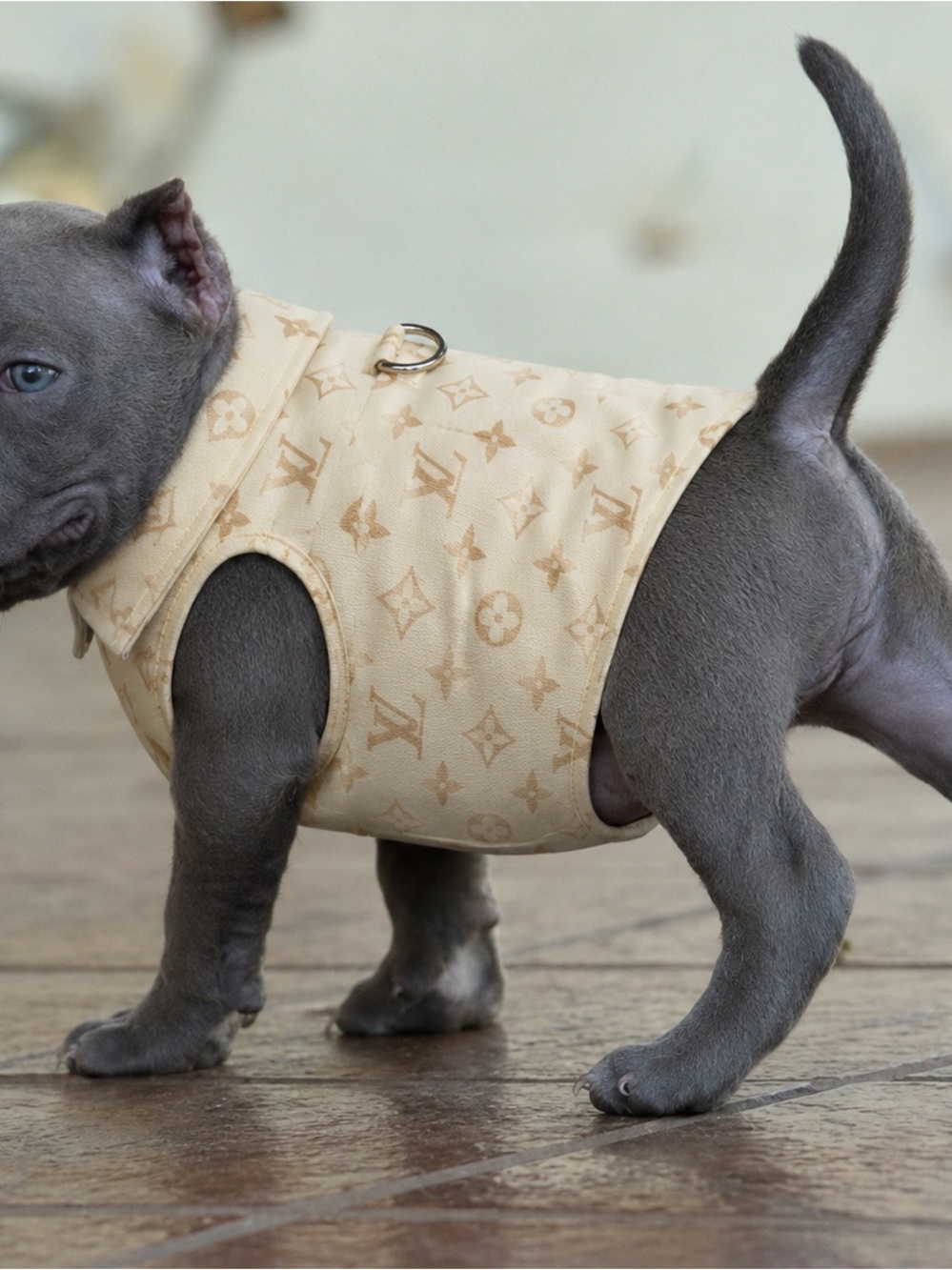 PET SHIRT - Picture 7 of 7